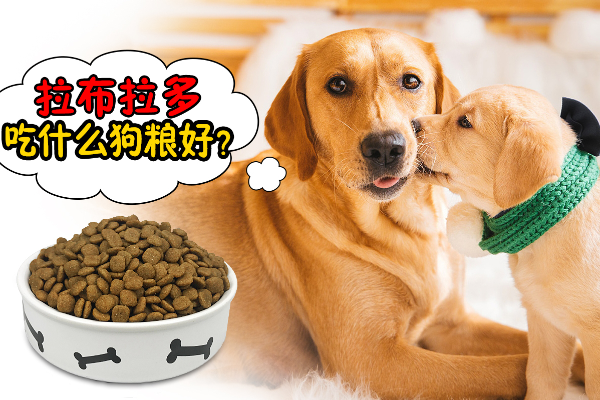 拉布拉多犬吃什么狗粮好