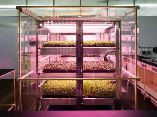 宜家就推出过小型的室内农场,可以在室内种植蔬菜和草药.