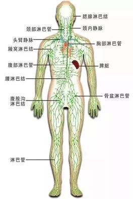 人体3处淋巴决定生死!没事常揉揉,90%疾病都消除