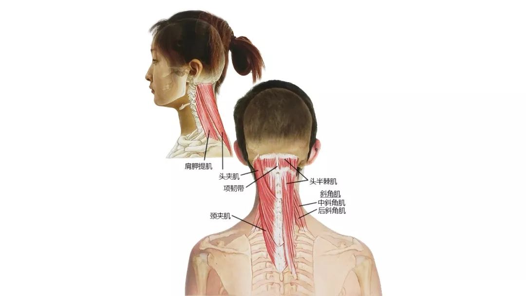 收藏27张高清解剖图头面颈部骨骼及肌肉