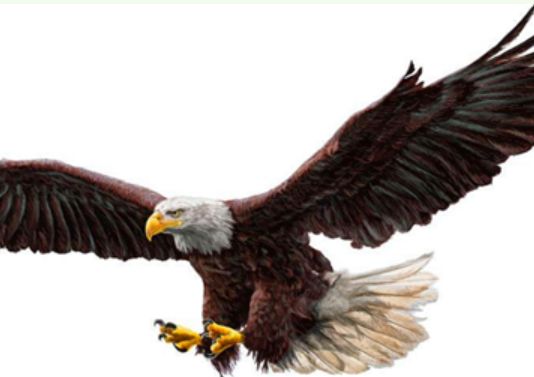 世界上最大的老鹰,身高2米翼展7米,在全球范围内无任何天敌!