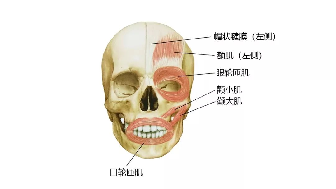 收藏27张高清解剖图头面颈部骨骼及肌肉