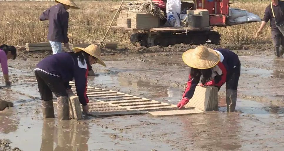 广西人口壮_广西国际壮医医院图片