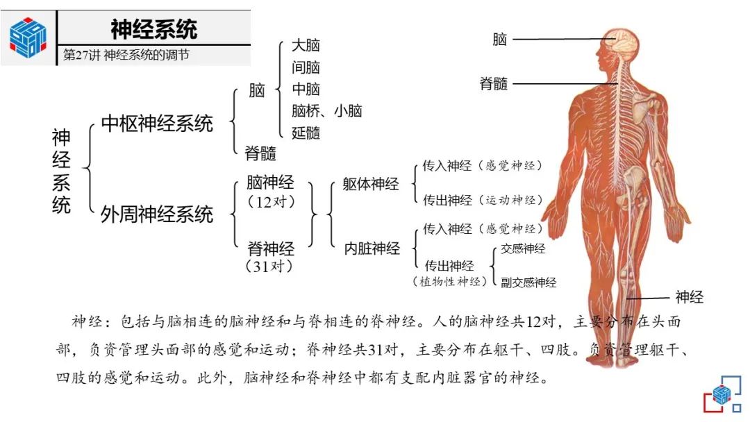 神经调节