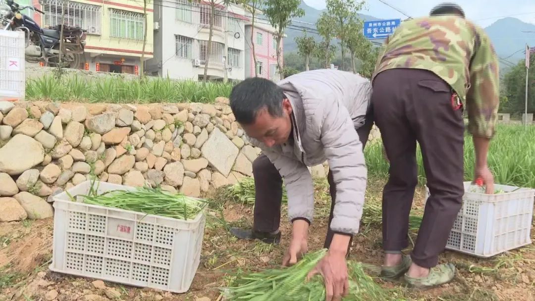 帮我们联系了福建省蔬菜供需信息对接网,我们也及时把吾东村的韭菜