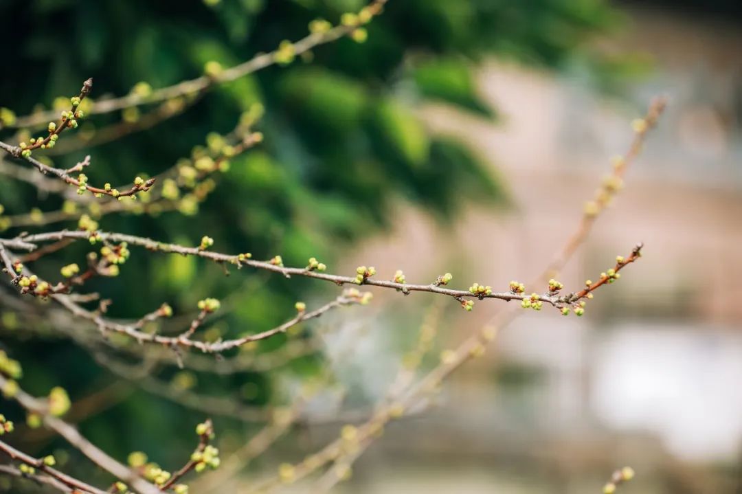 树木吐出点点嫩芽