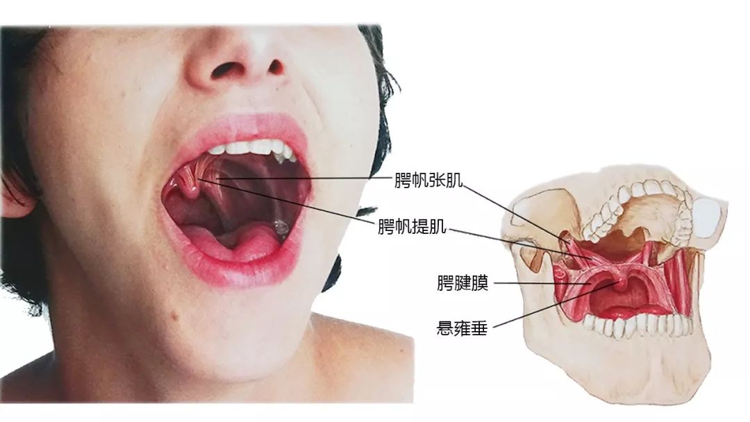 收藏27张高清解剖图头面颈部骨骼及肌肉