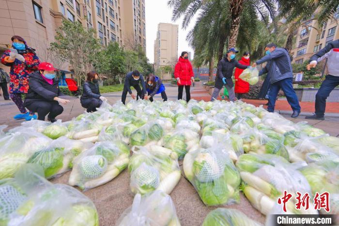 湖北宜昌采购3200吨蔬菜免费直供城区市民
