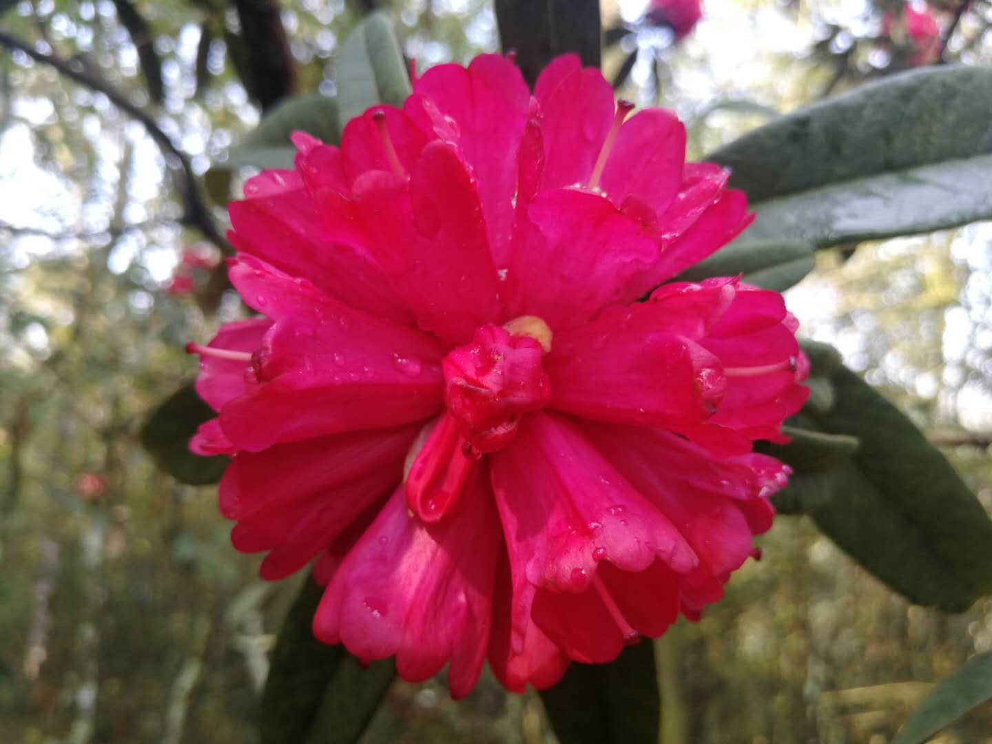 楚雄市彝族的樱花节