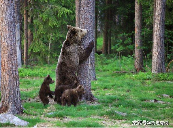 希望熊熊一家今后也能够在森林里快乐地生活哦 返回搜