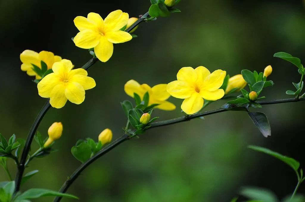 【本周花草】迎春花开又一春