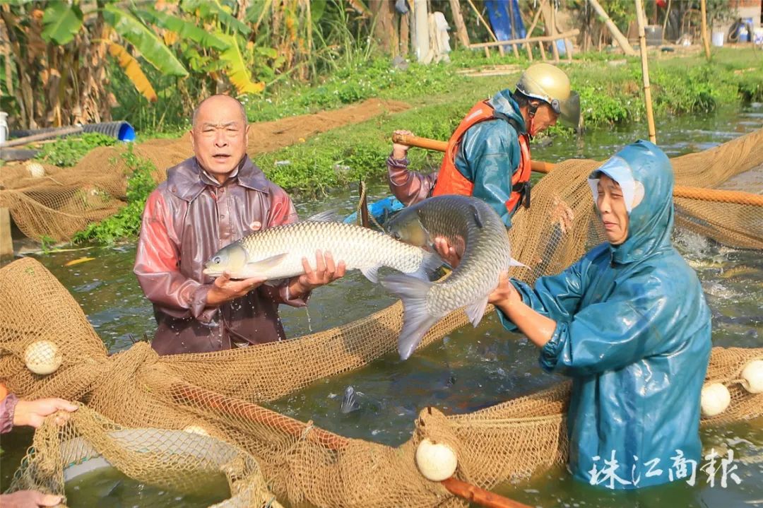 随着市场需求加速,农业复工也按下了"快进键",顺德区内多个鱼塘陆续起