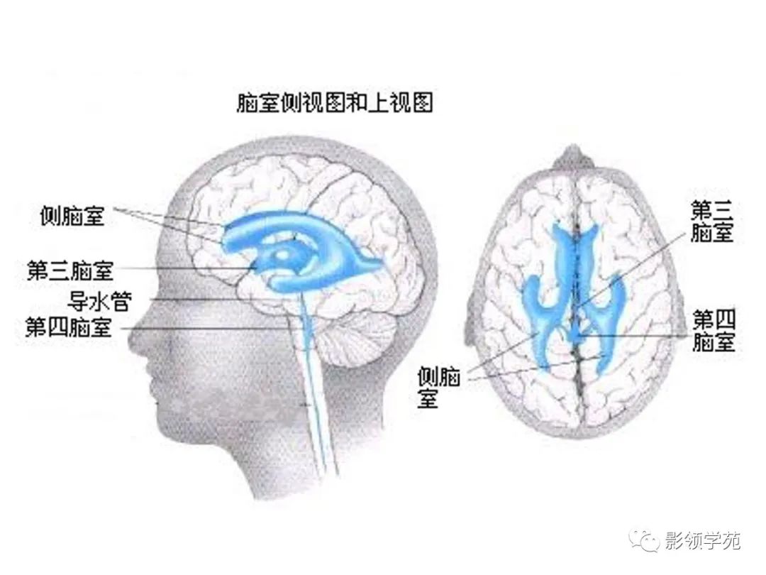 脑室系统及脑脊液循环