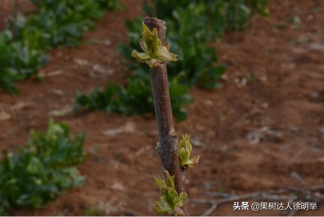 3月份大樱桃拉枝刻芽抹芽应该如何操作更科学