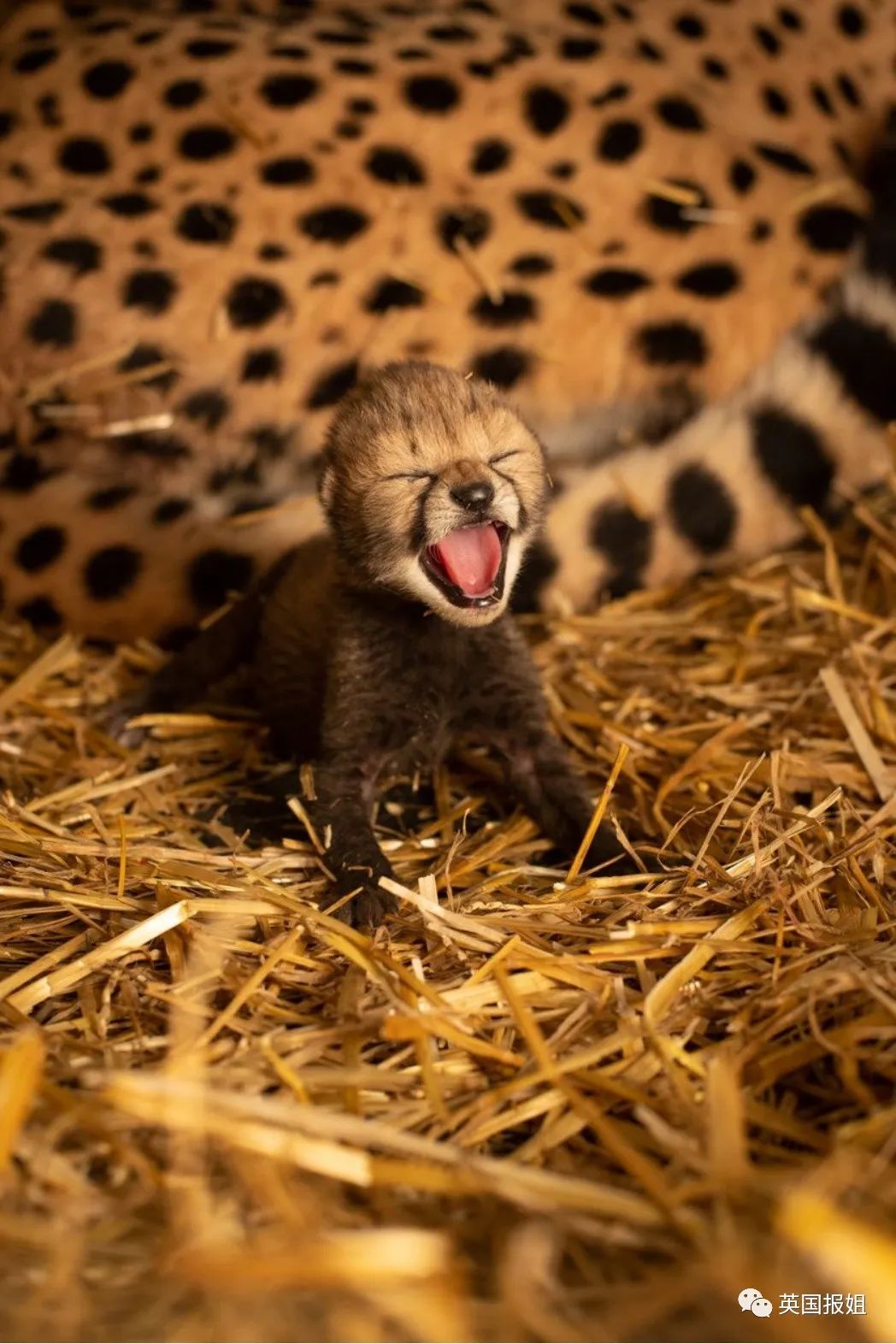 这对刚出生的超萌小豹崽,肩负起了拯救全地球猎豹的重任
