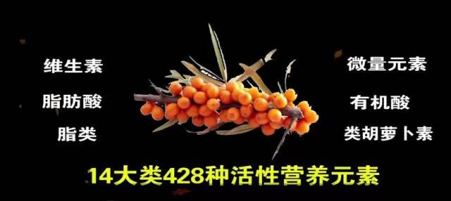 沙棘排酸的原理是什么_沙棘树是一种什么植物(2)