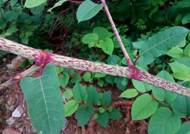 农村这植物叫虎杖治烫伤不会留有疤痕农村土方法很管用