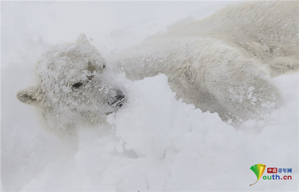 加拿大:动物园里北极熊打滚玩雪超开心