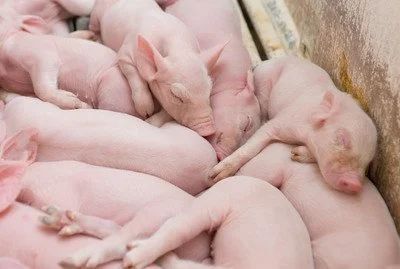 它终于来了！非洲猪瘟疫苗宣布创制成功！