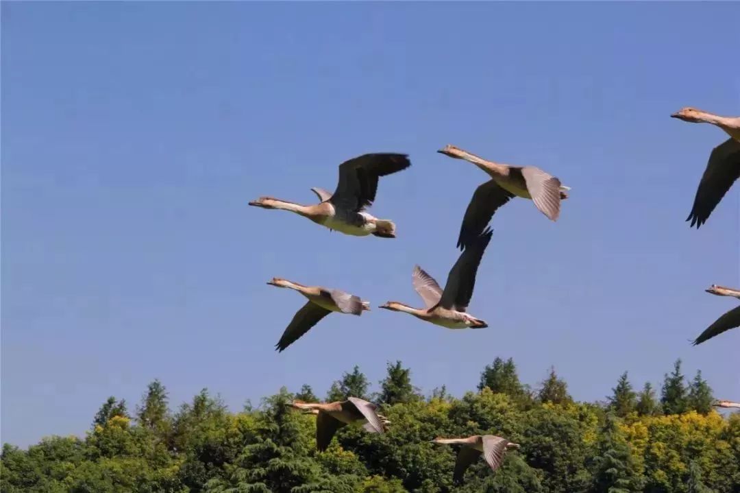 【看图识景】来吧,测一测你是不是崇明旅游的资深粉?
