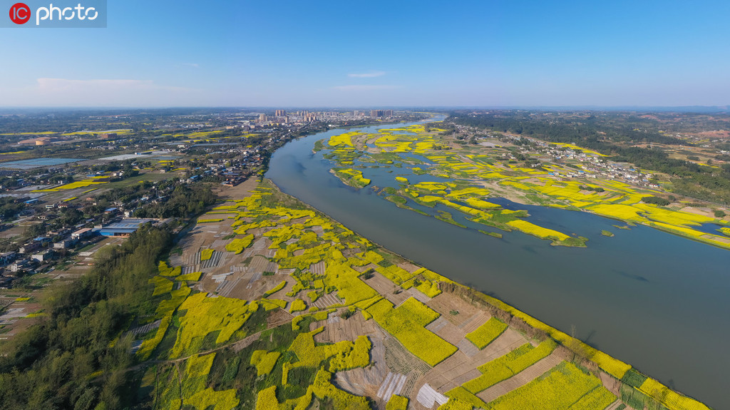 四川青神:菜花盛开 金灿灿铺满岷江两岸_青神县