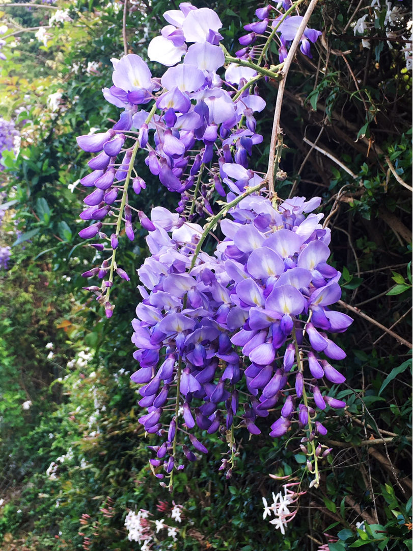 院里养棵紫藤花,长成一条"花走廊",浪漫又梦幻