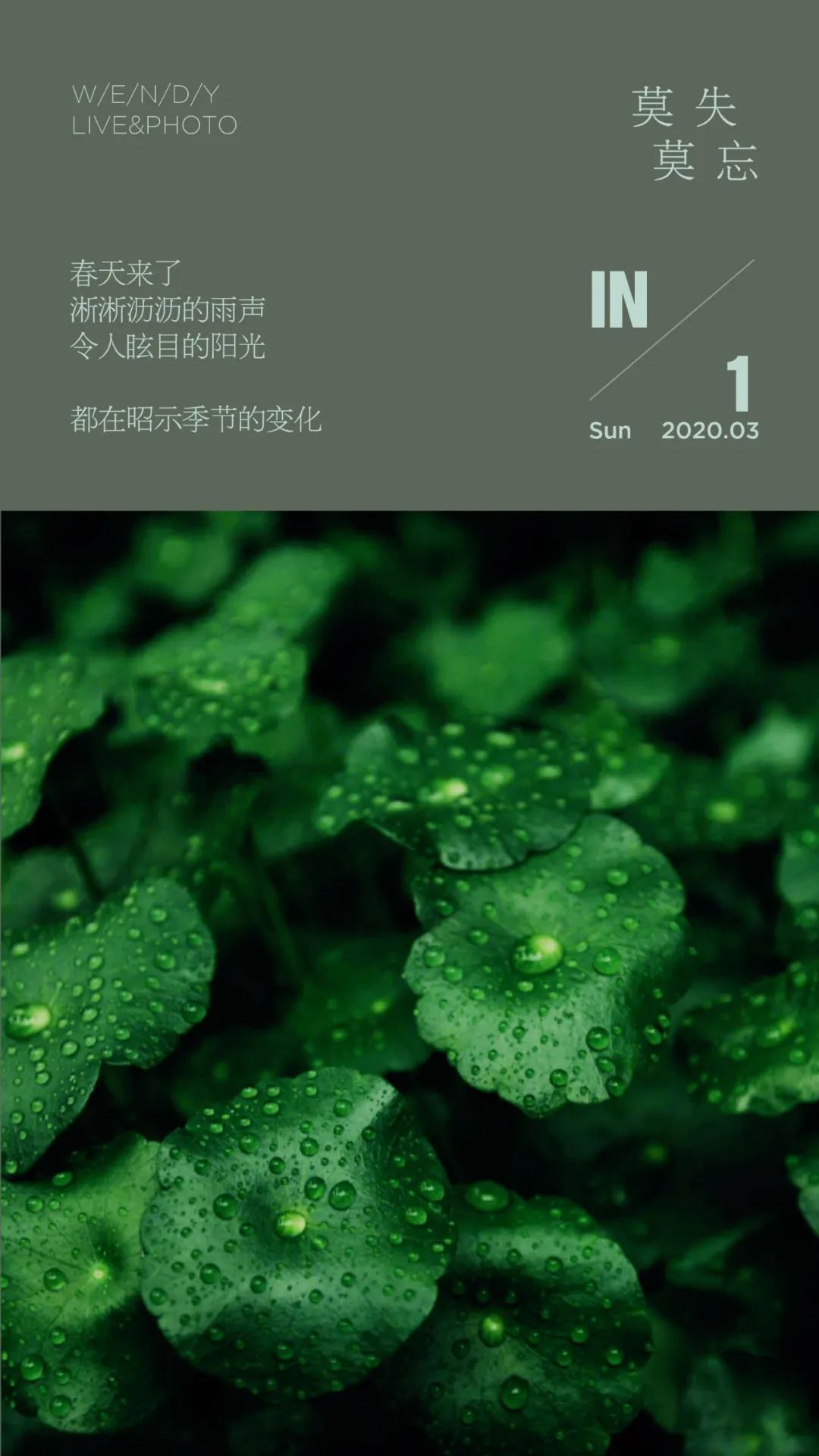 春雨贵如油简谱_春雨贵如油图片(2)