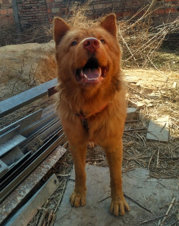 所以很多当地人将潮汕犬的这种头型是虎头,叫它"大头熊犬".