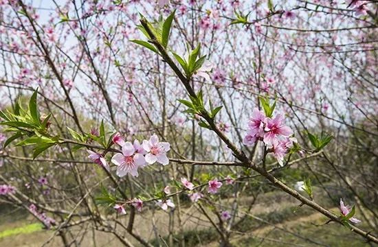 阳春三月让我们约会在兴安