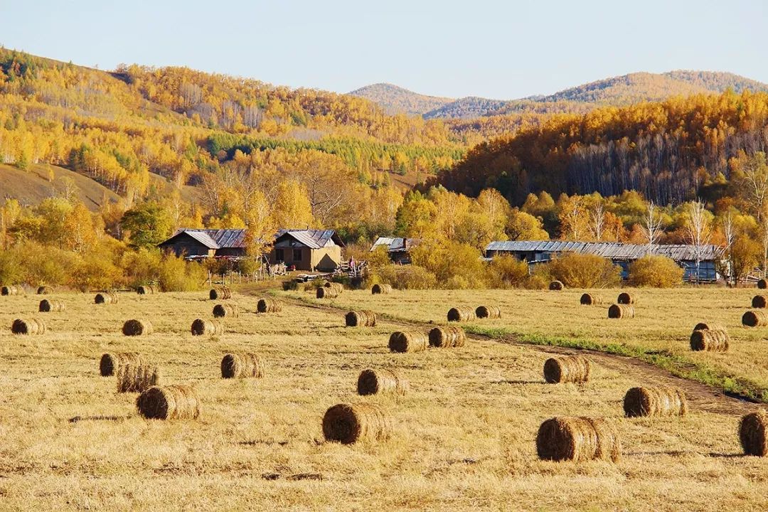 今年最火的草原歌
