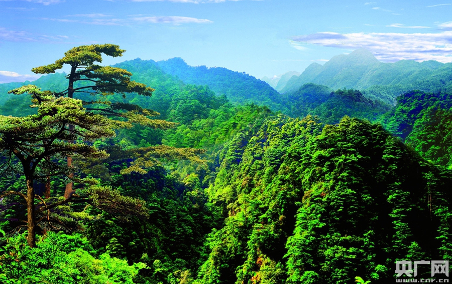 2020广东省森林覆盖率将达58.66%