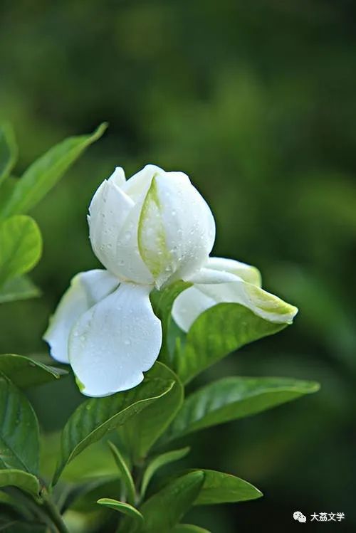 【大荔文学·散文·高明】忧伤的栀子花