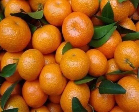 芳香的柑橘类水果 给生活一些愉悦感