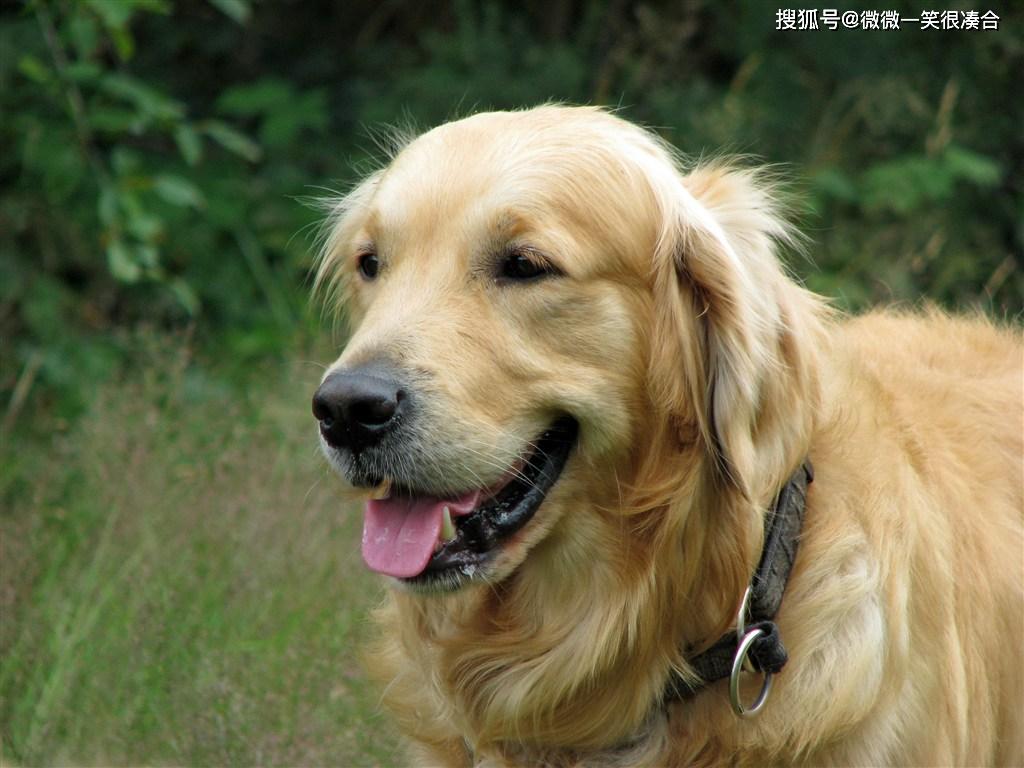 怎么看金毛老了 3fa19aebb73f427eab0938a7db80fd6f.jpeg