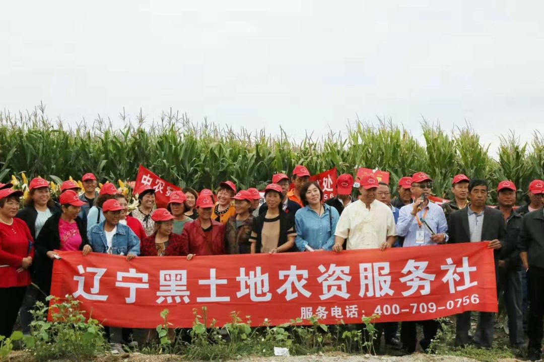 玉米好不好下一句