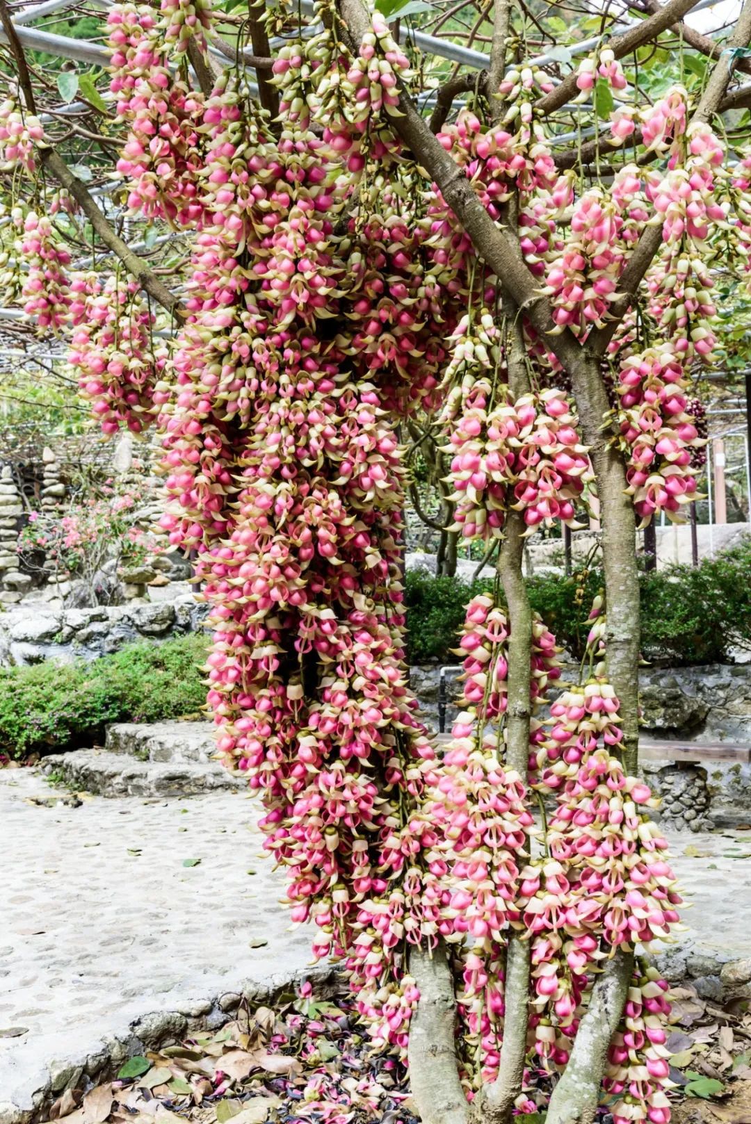 高州这里的樱花,禾雀花 灿烂盛开了,走出家门去踏青赏花,运动洗肺