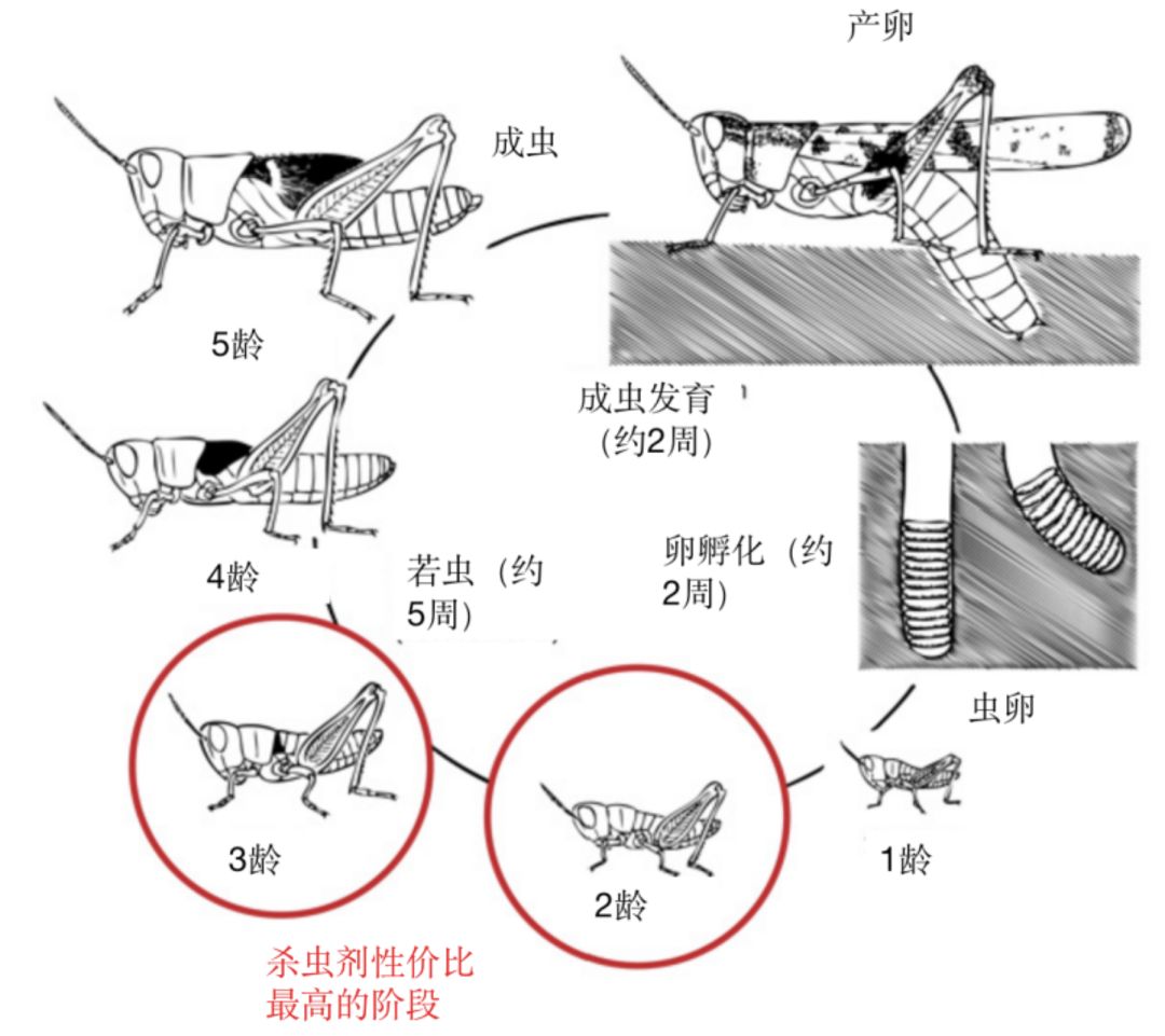 都2020年了,人类为啥还拿蝗灾这个千年"疫情"没辙?