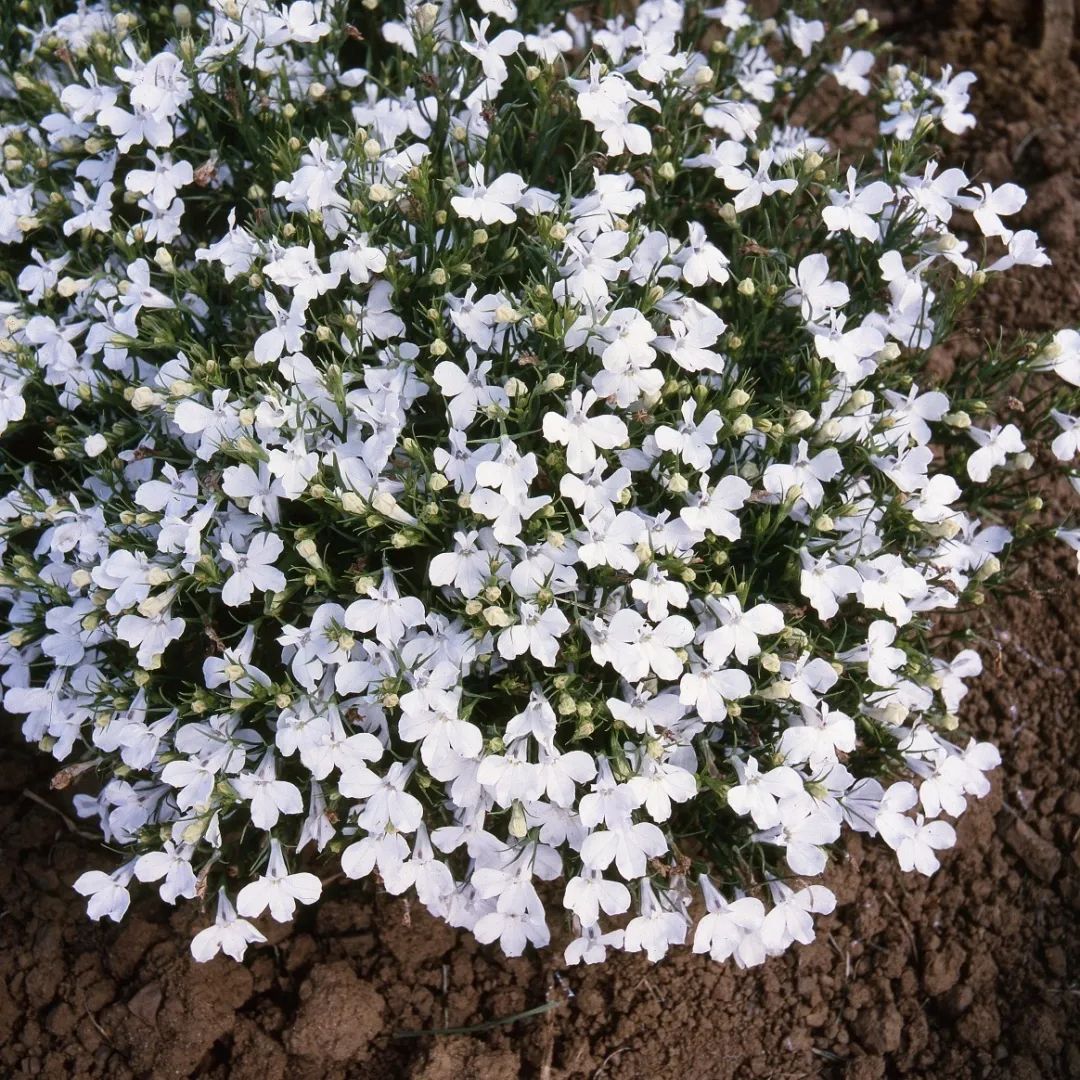 中世花卉好物精选六倍利今儿个就告诉你靛色怎么写