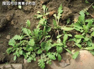 婆婆丁与荠菜的味道区别 60d6023fa9e1404a9a538d3947ac4862.jpeg