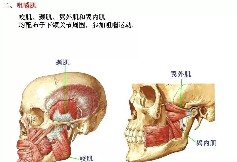 高清肌肉解剖图片汇总大全