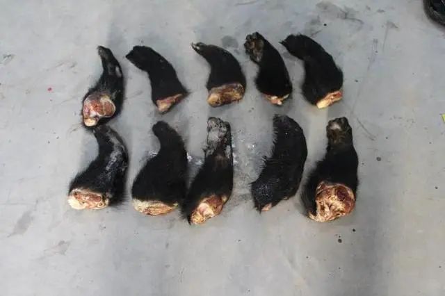 触目惊心!肺炎病死的东北虎不见了竟出现冰柜里