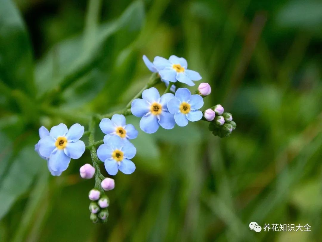 识花| 看图猜花名,了解更多有趣花卉知识