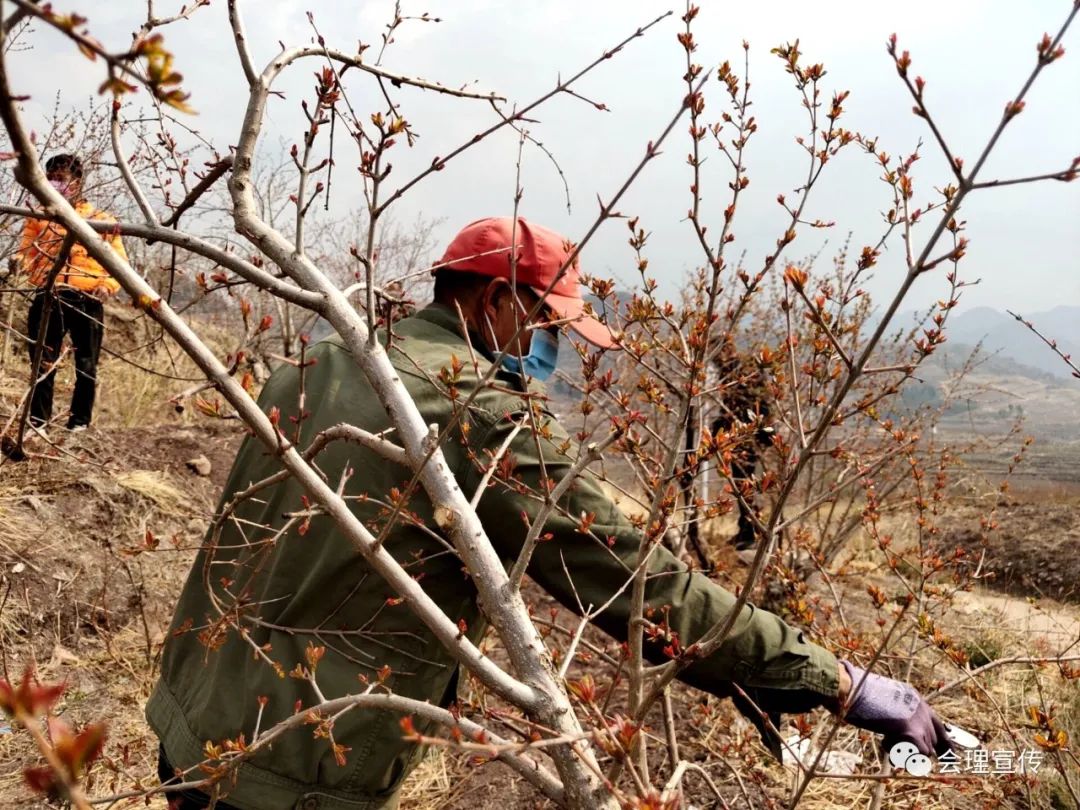 你家石榴树剪枝没?会理农村复工是这样的