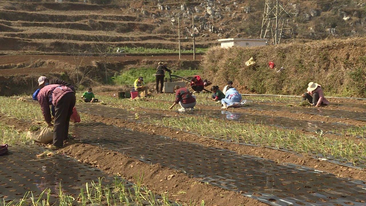 猴场镇:防疫情抓生产, 一个不落同推进