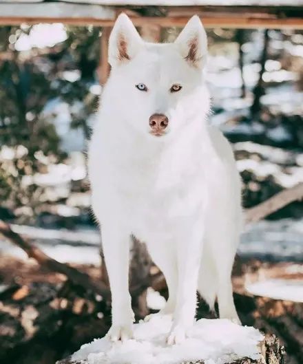 网友因颜值养了只雪哈结果几个月后他崩溃了这狗还能要吗