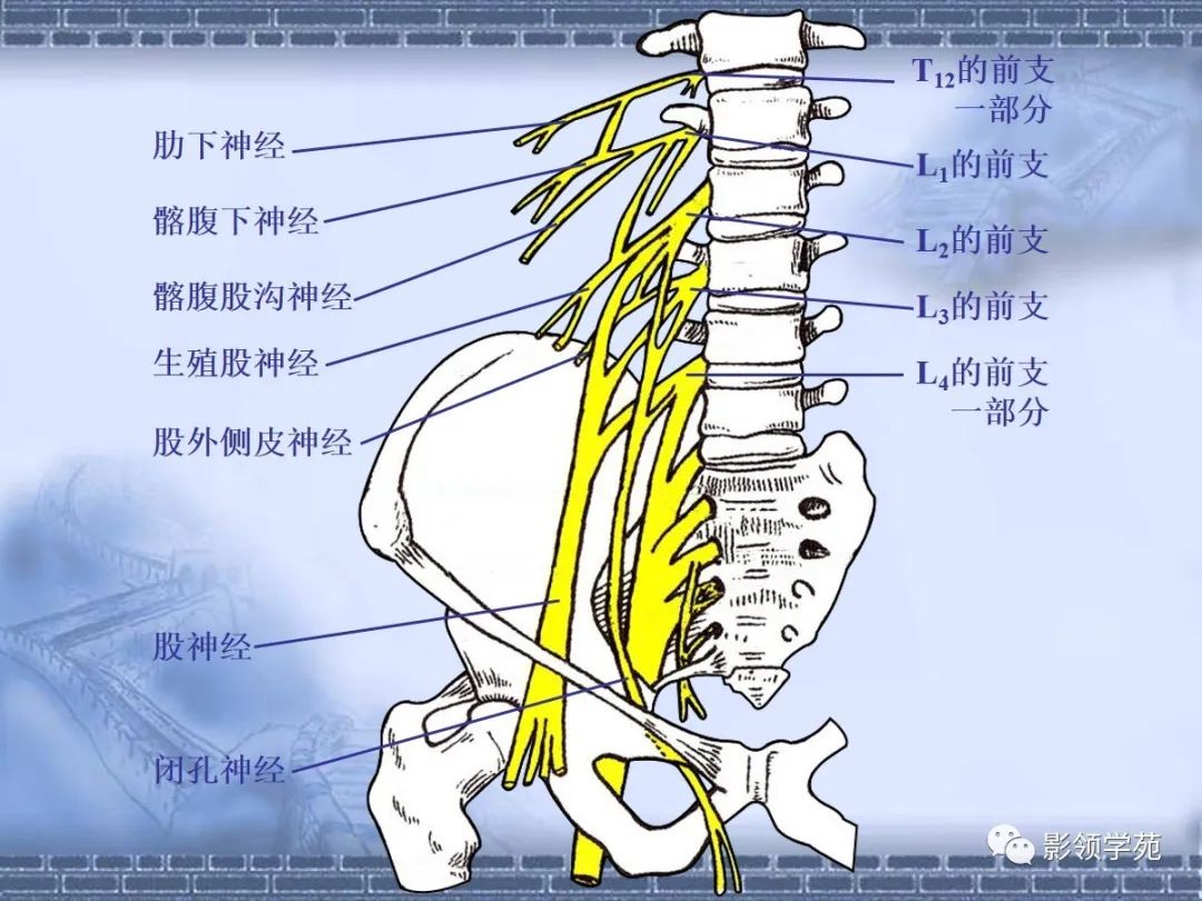 颈椎,腰椎ct常见病变