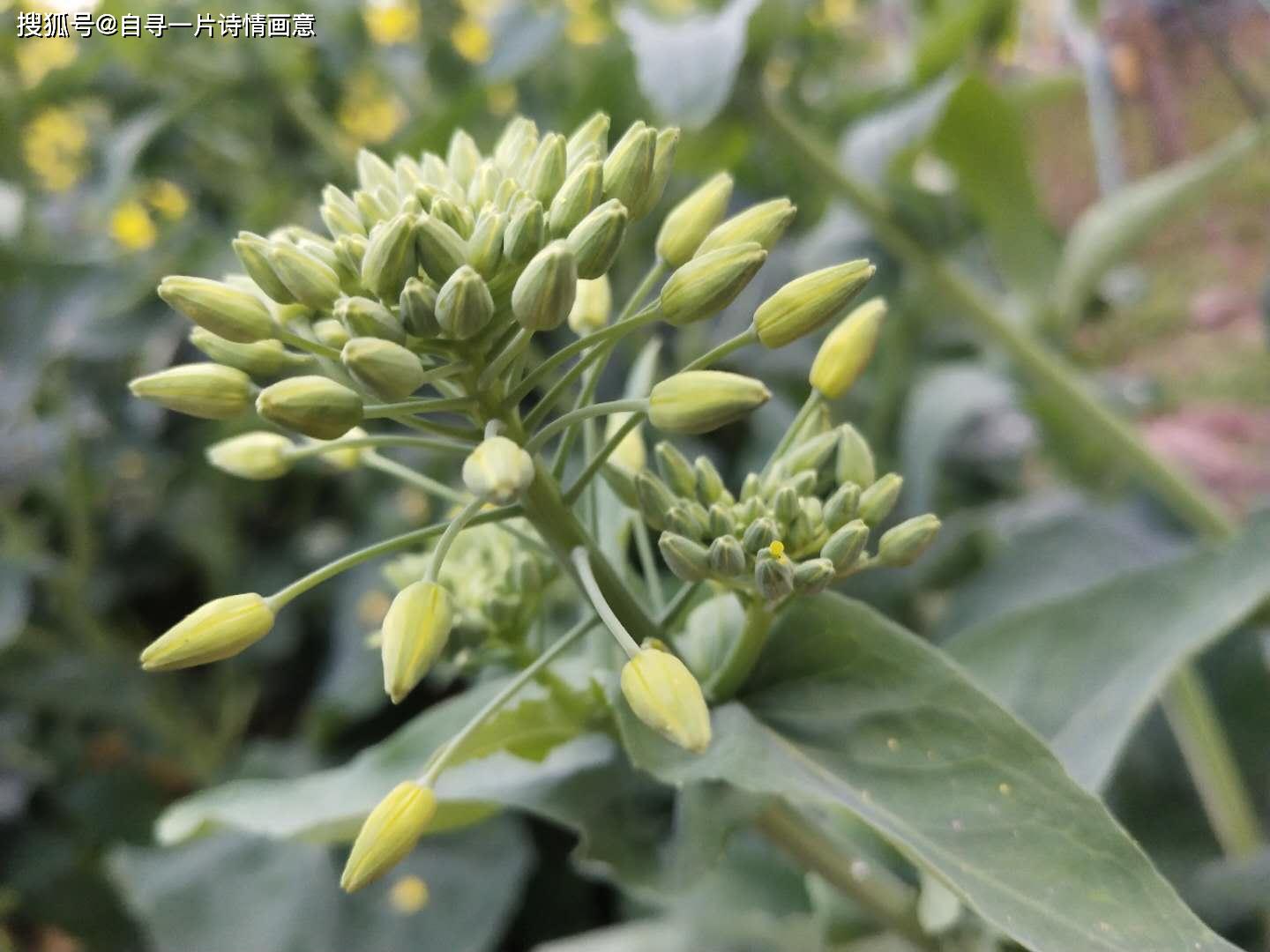 生活记录vlog油菜花的盛花期那些疯开的油菜花