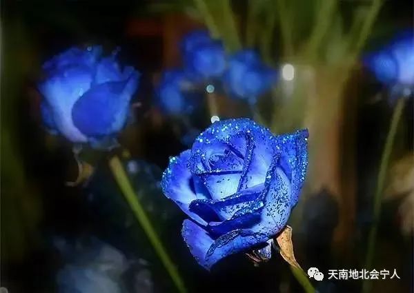 一地郁金香