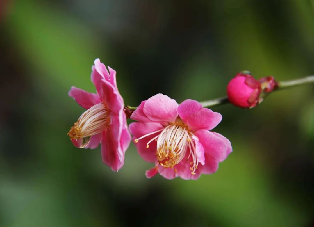 《雨落时见二三花》    