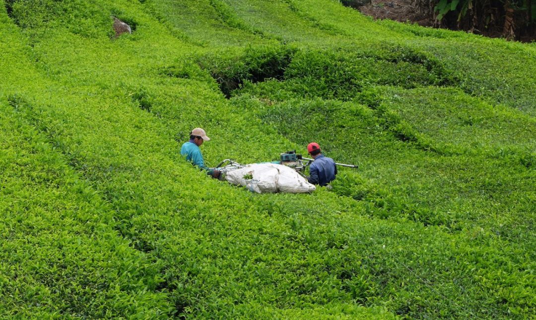 制茶系列①茶叶的生长和采摘